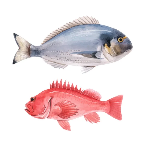 Beautiful vector stock illustration with watercolor hand drawn sea bass and dorado fish. — Stock Vector