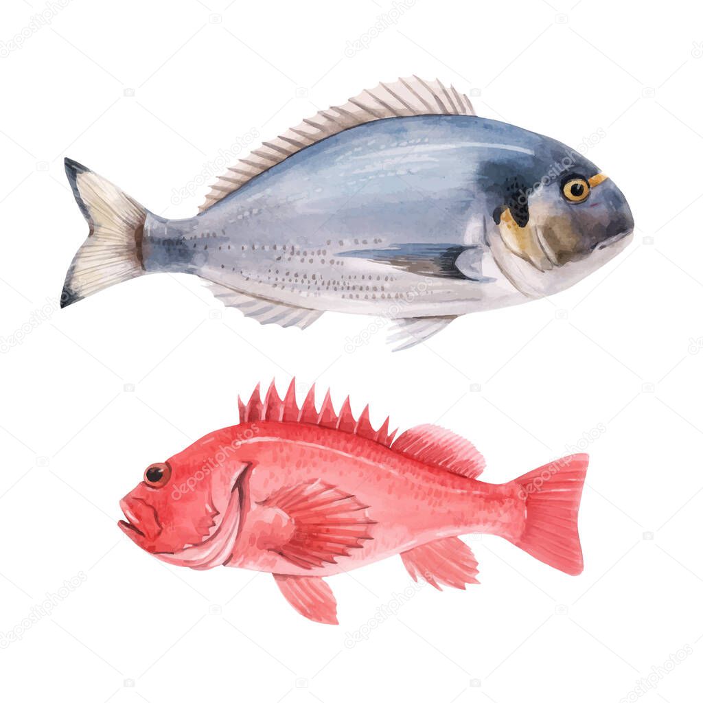 Beautiful vector stock illustration with watercolor hand drawn sea bass and dorado fish.