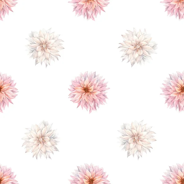 Piękny kwiatowy letni bezszwowy wzór z akwarelowym różowym chryzantemem kwiaty. Ilustracja. — Zdjęcie stockowe