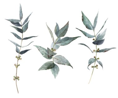 Suluboya el çizimi defne ağacı setiyle harika bir sergi çizimi.