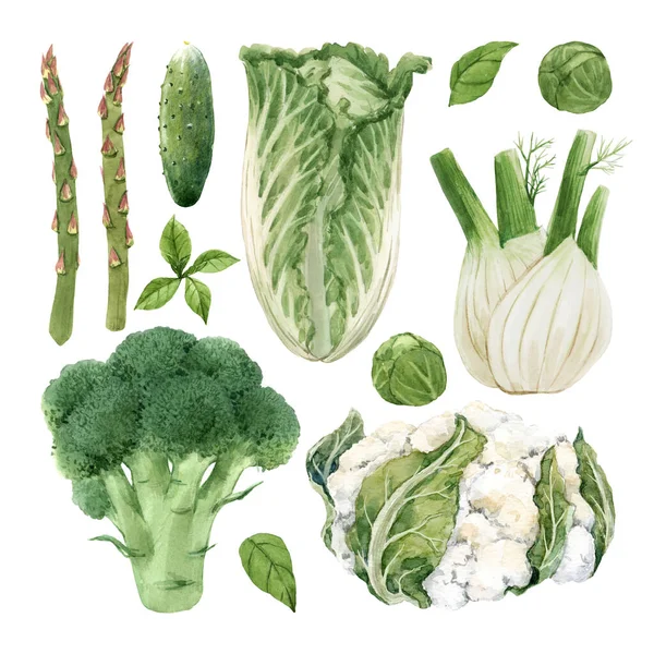 Όμορφο σετ με ακουαρέλα χέρι ζωγραφισμένα πράσινα λαχανικά. Εικονογράφηση αποθέματος. — Φωτογραφία Αρχείου