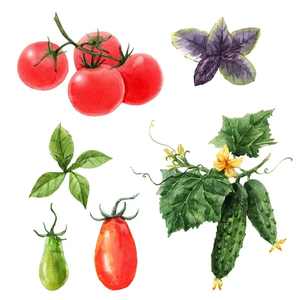 Bel ensemble avec aquarelle dessinée à la main tomate et concombre peintures. Illustration de stock . — Photo