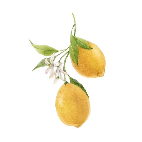 Hermosa imagen vectorial con acuarela dibujado a mano pintura de frutas limón. Ilustración general . — Vector de stock