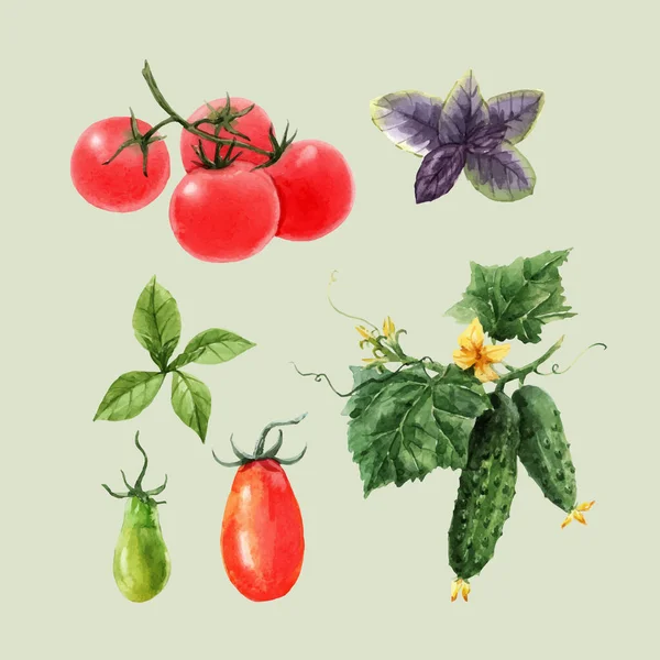 Bellissimo set vettoriale con acquerello disegnato a mano pomodoro e cetrioli dipinti. Illustrazione delle scorte . — Vettoriale Stock