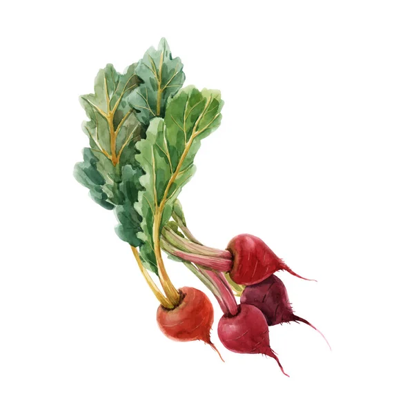 Beautiful vector image with watercolor hand drawn beet paintings. Stock illustration. — Stock Vector