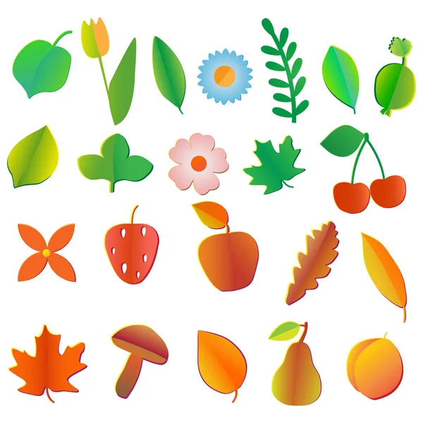 Set gekleurde vruchten, bloemen. bessen, bladeren en paddenstoelen — Stockvector