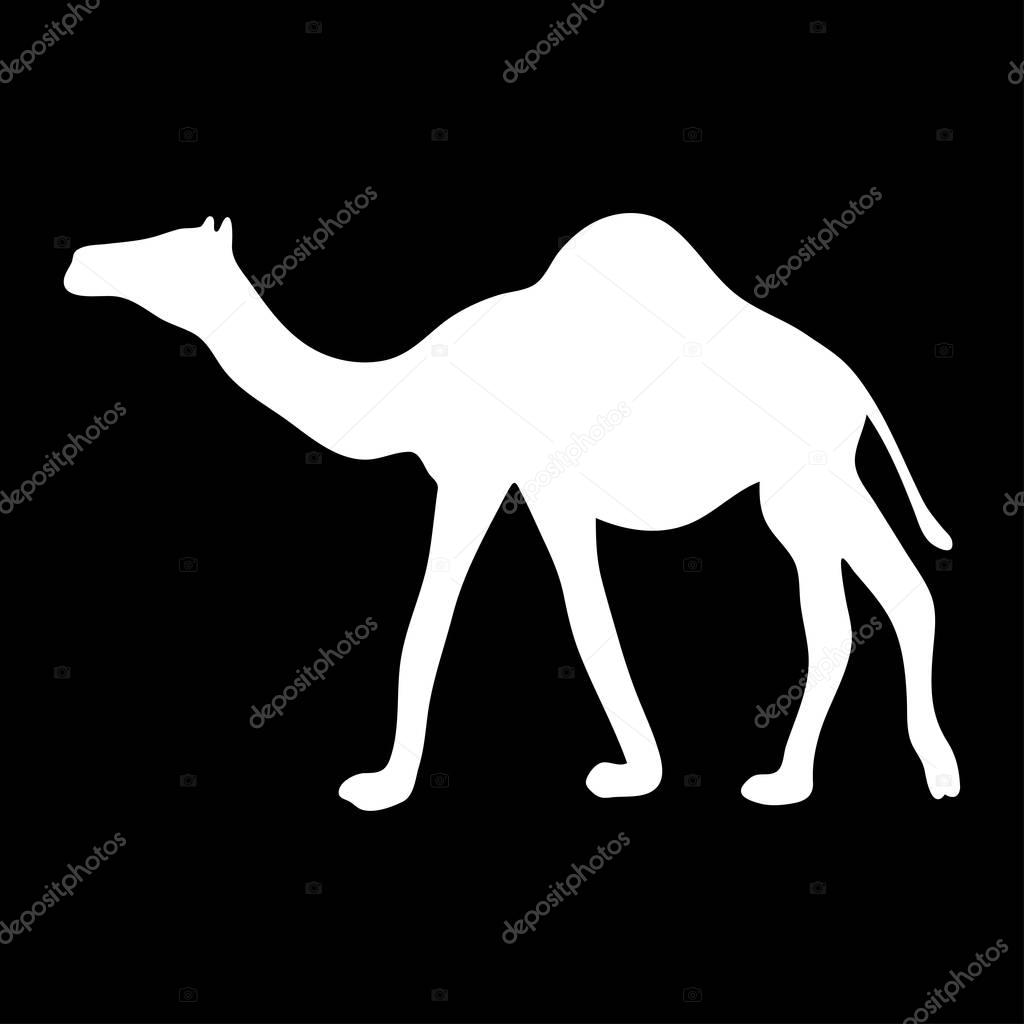 White silhouette of a walking camel on a black background