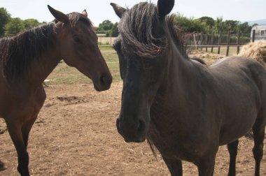 Yaz aylarında mera üzerinde güzel kahverengi atlar