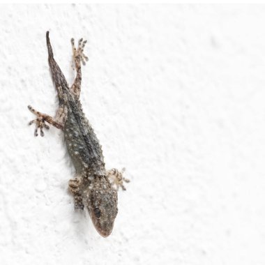 Gecko beyaz bir duvar üzerinde