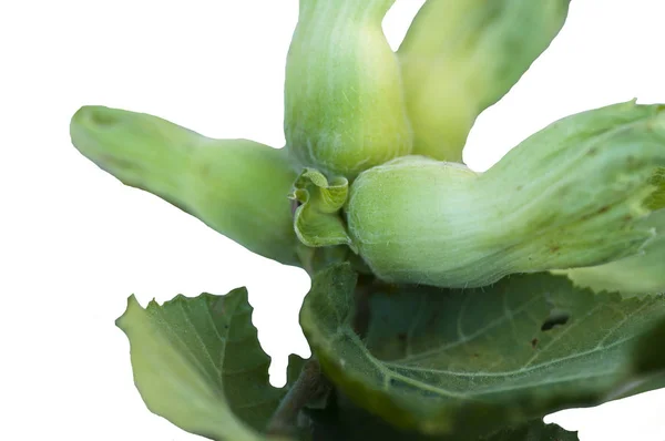 Detalj av hazel nötter med färska gröna blad — Stockfoto