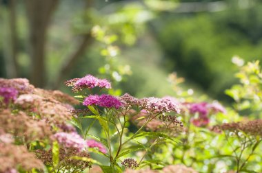 şehir dışında bir yaz gününde güzel mor çiçekler