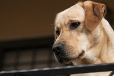 güzel bir mutlu ve samimi Labrador Retriever portresi