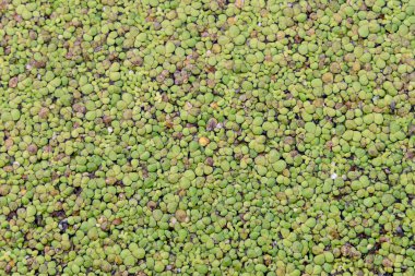 Yeşil duckweed kaplı su kanalına