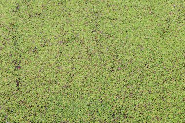 Yeşil duckweed kaplı su kanalına