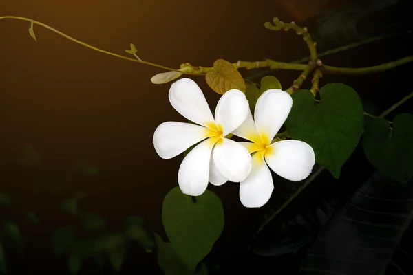 Plumeria flower blooming on tree - flower color white and yellow — Stock Photo, Image