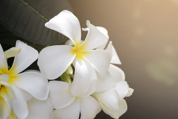 Plumeria flower blooming on tree - flower color white and yellow — Stock Photo, Image