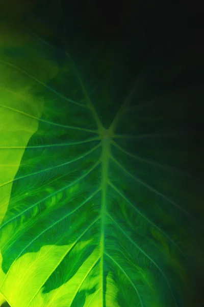 배경-녹색 잎에 대 한 추상적인 잎 텍스처 — 스톡 사진