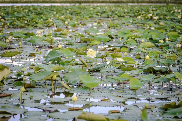 Pemandangan kolam teratai, pemandangan kolam teratai putih — Stok Foto