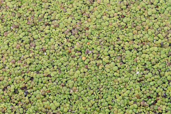Yeşil duckweed kaplı su kanalına — Stok fotoğraf