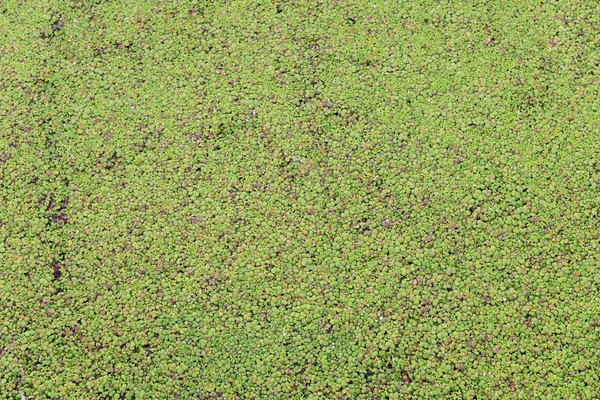 Yeşil duckweed kaplı su kanalına
