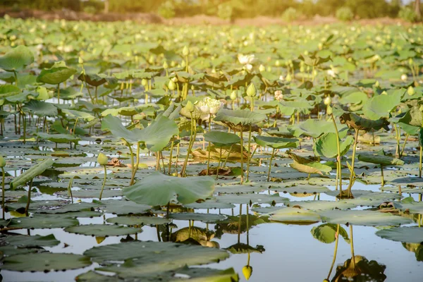 Pemandangan kolam teratai, pemandangan kolam teratai putih — Stok Foto