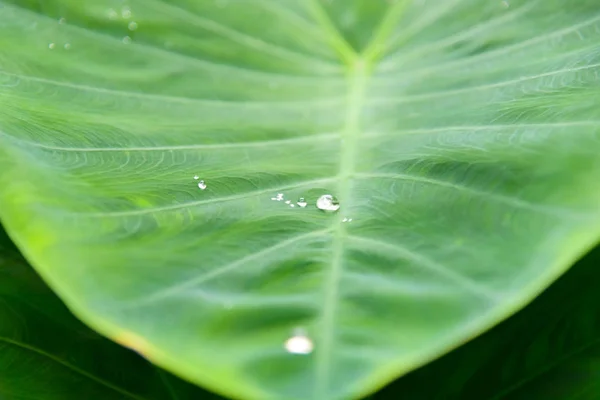 Foglia verde con gocce di pioggia per sfondo — Foto Stock