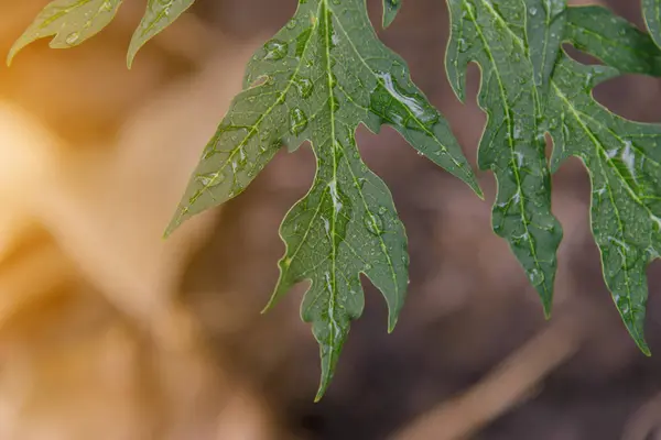 Hoja verde con gotas de lluvia para fondo — Foto de Stock
