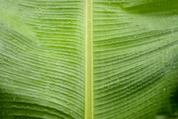 Закрытие капель воды на банановом листе — стоковое фото