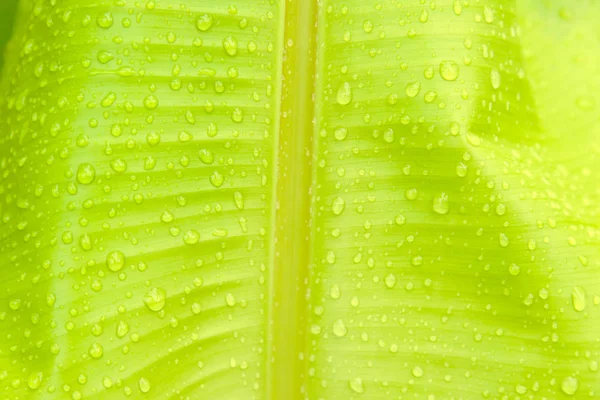 Primo piano di gocce d'acqua su foglia di banana — Foto Stock