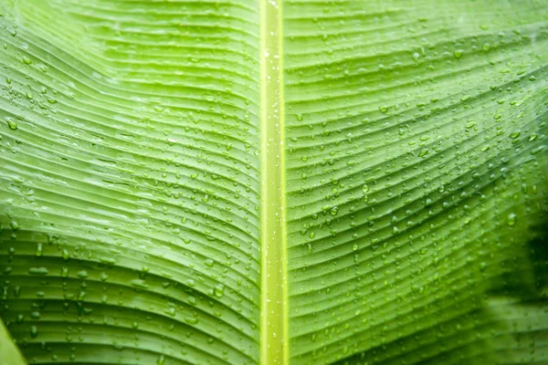 Primo piano di gocce d'acqua su foglia di banana — Foto Stock