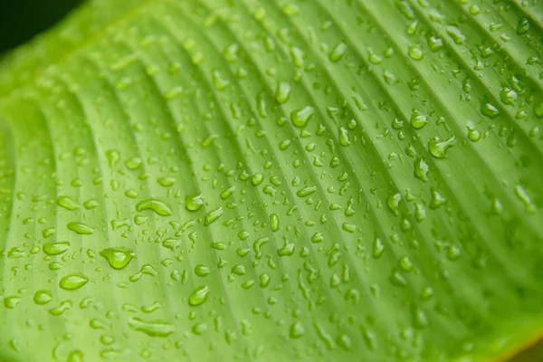 Primo piano di gocce d'acqua su foglia di banana — Foto Stock