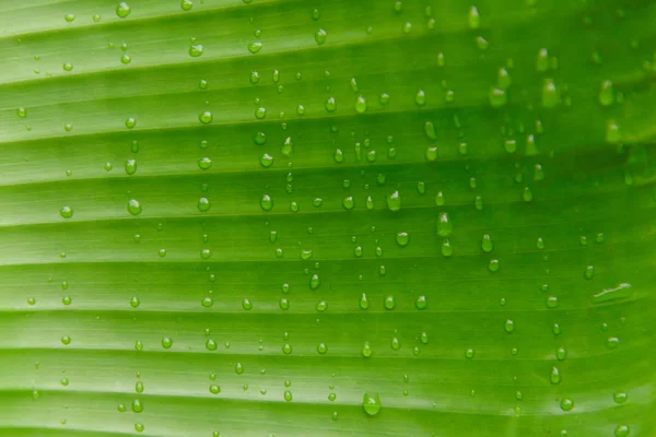 Primo piano di gocce d'acqua su foglia di banana — Foto Stock