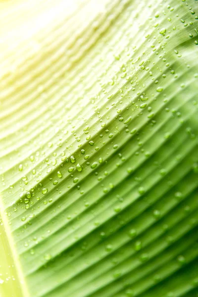 Primo piano di gocce d'acqua su foglia di banana — Foto Stock