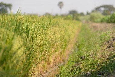 Pirinç alan. Tay tarım