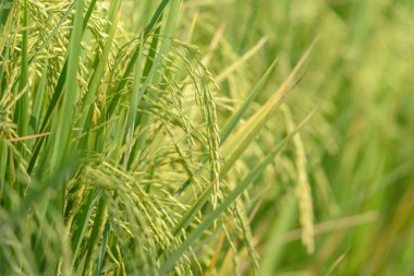 Pirinç alan. Tay tarım