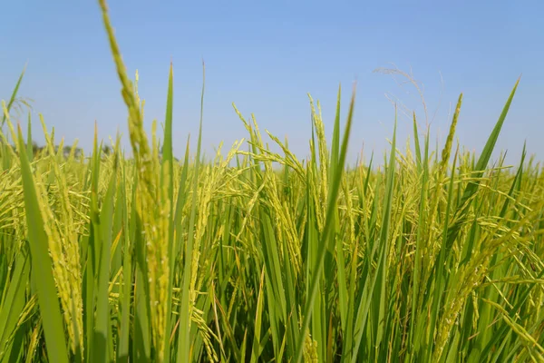 Рисовое поле. Сельское хозяйство Таиланда — стоковое фото