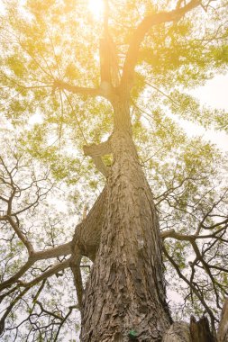 büyük ağacın altında