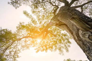 büyük ağacın altında