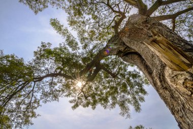 büyük ağacın altında