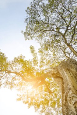 büyük ağacın altında