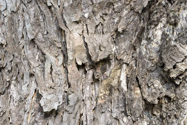 Konsistens av gamla barken. Naturlig bakgrund — Stockfoto