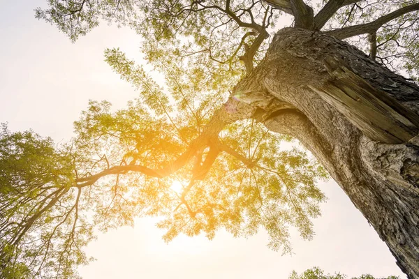 büyük ağacın altında