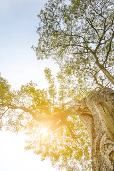 büyük ağacın altında