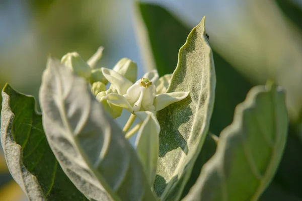 Calotropis giantea atau Crown flower white green leaves — Stok Foto