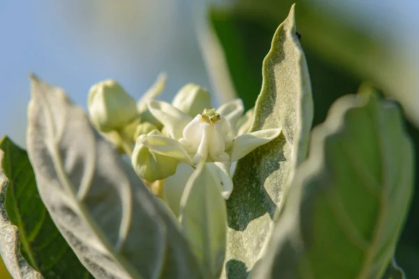 Calotropis giantea atau Crown flower white green leaves — Stok Foto