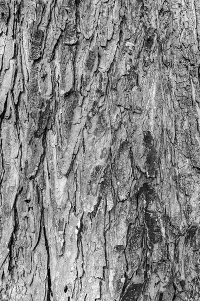 Texture di corteccia di vecchio albero. Sfondo naturale — Foto Stock