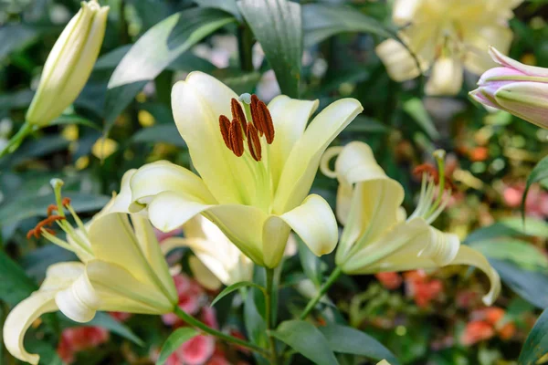 Желтый цветок лилии в саду — стоковое фото