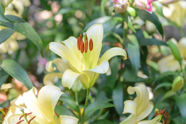 Giglio giallo fiore in giardino — Foto Stock