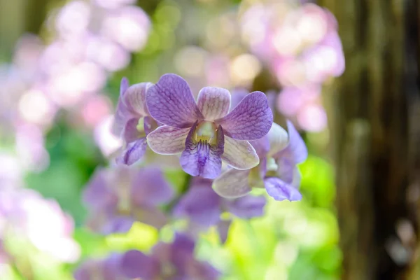 Flores de orquídea violeta con fondo natural en el jardín — Foto de Stock