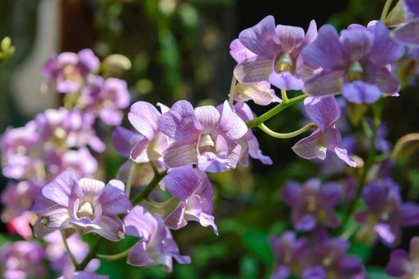 Violet orchid flowers with natural background in the garden — Stock Photo, Image